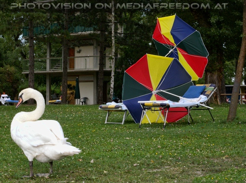 Schwan am Weststrand