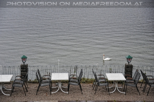 Schwan auf dem Hallst�ttersee