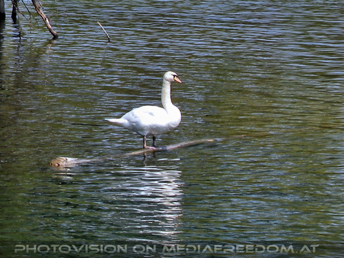 Auinsel 2: Schwan 