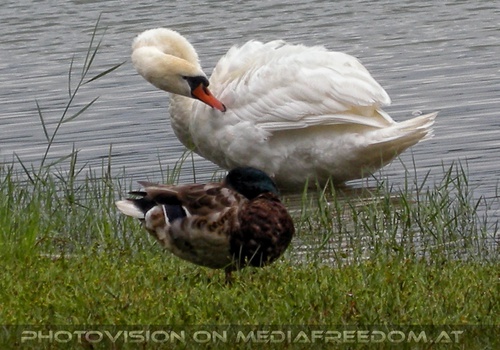 Schwan und Ente