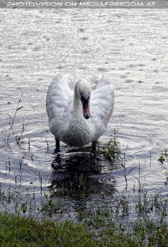 Schwan im Regen