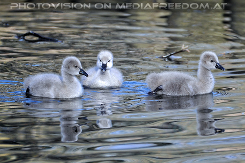 Schwan K�ken 1