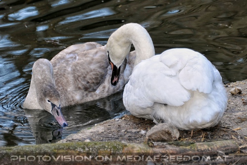 Schwan Mutter mit Kind