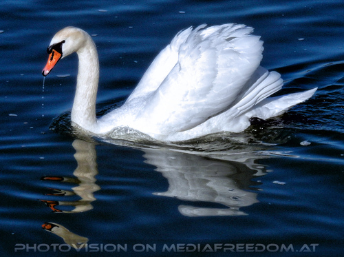 Alt-Wien Tour 30: Schwan 