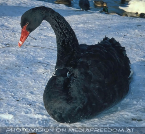 Schwarzer Schwan