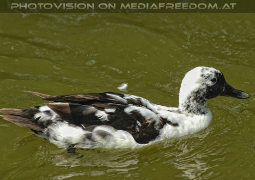 Schwarzwei�e Ente