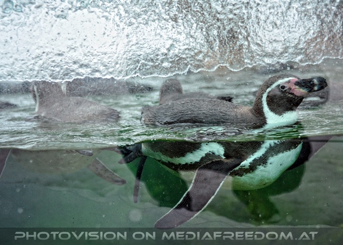 Schwimmender Humboldpinguin