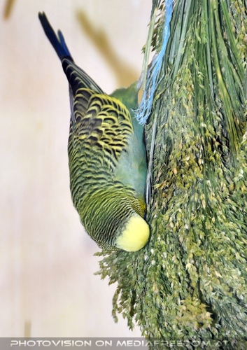 Sittich in der Hirse