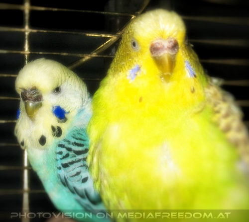 Niki und Speedy Portr�it