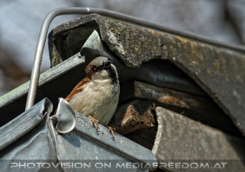 Spatz am Dach