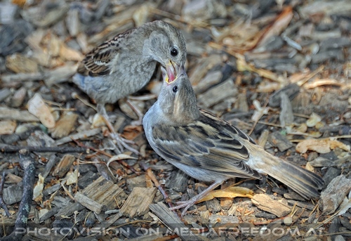 Lipizzaner Heimat 07