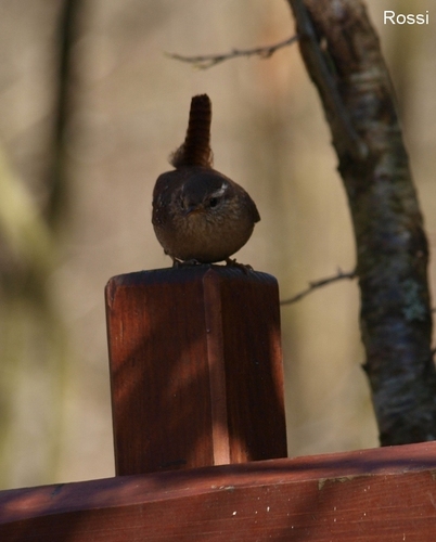 Der Zaunk�nig auf dem Zaunpfahl