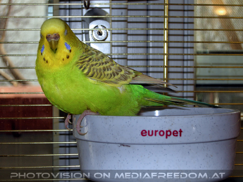 Budgie Care 4: Speedy