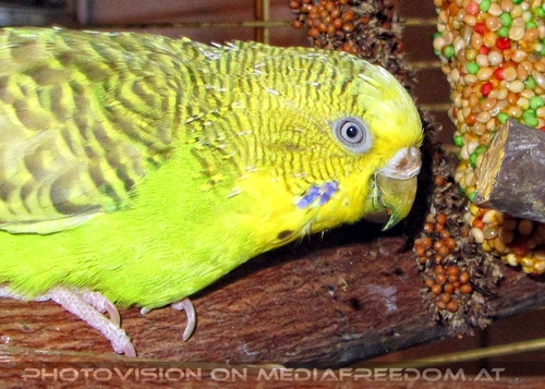 Federleichte Mauser 4