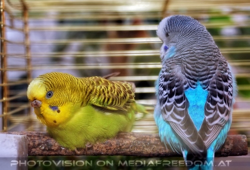 Sittich P�rchen 01