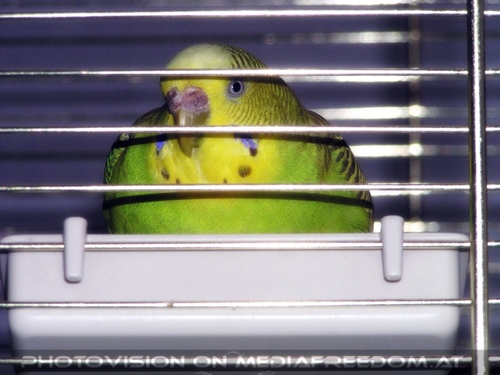 Sittich N�chstenliebe 2