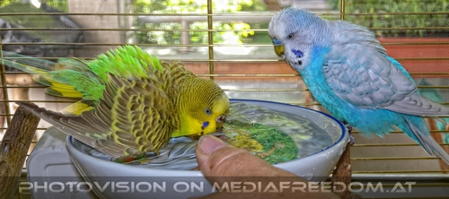 Sittich Bad