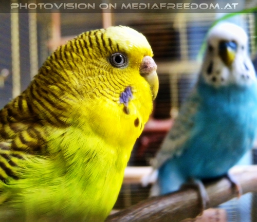 Sittichp�rchen: Speedy,Sunny