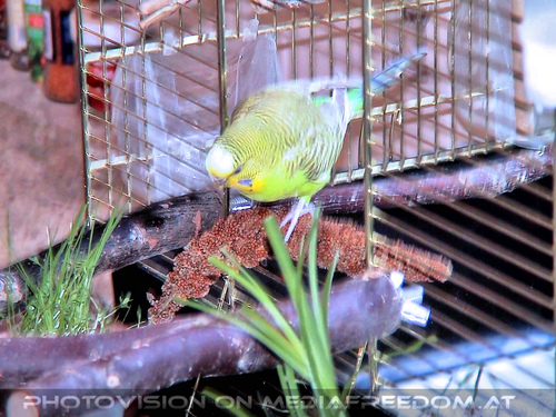 Zweiter Flugversuch 03: Speedy