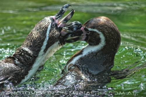 Spielende Humboldpinguine