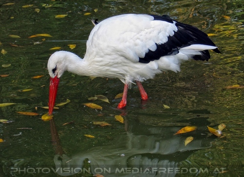 Storch im Wasser