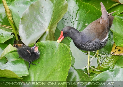 Sumpfhuhn K�ken F�tterung