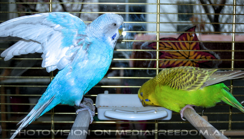 Abendfutter: Sunny,Speedy