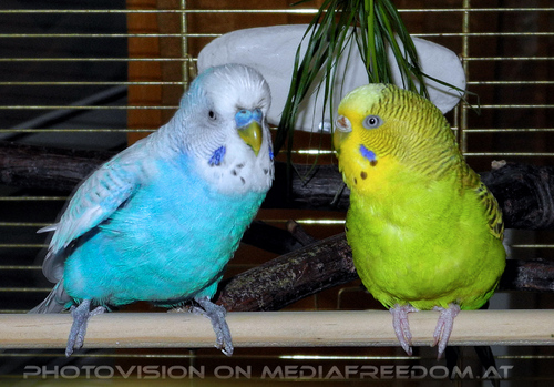 Birdlife 6: Sunny,Speedy