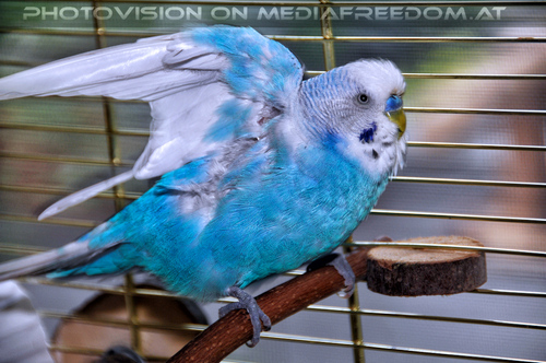 Birds of paradise 02