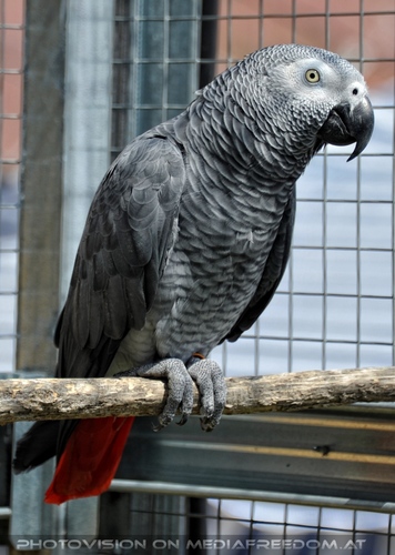 Papageienzeit 21