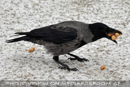 V�gel f�ttern 05