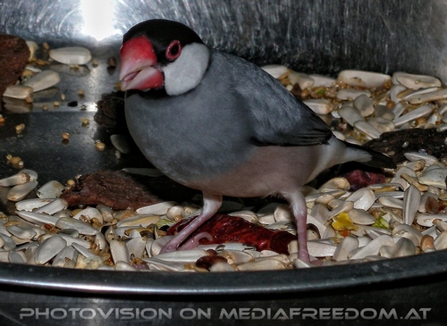 Vogel Futtersch�ssel