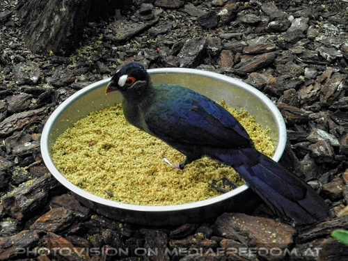 Vogel im Tropenhaus 2