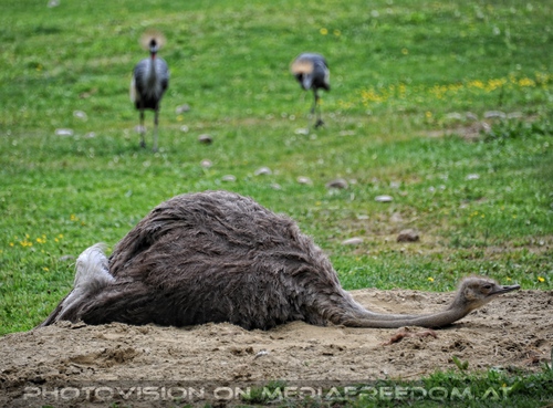 Vogel Strau� d�st