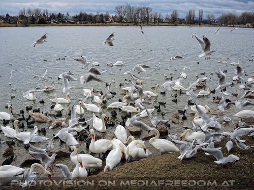 Wasservogel Paradies 04