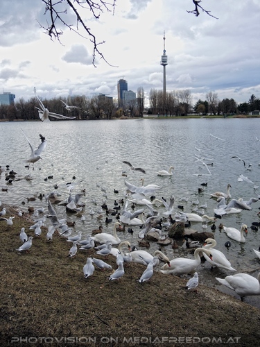 Wasservogel Paradies 07