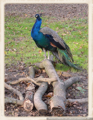 Pfau