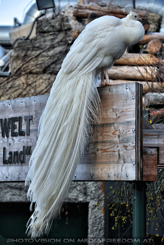 Wei�er Pfau 2