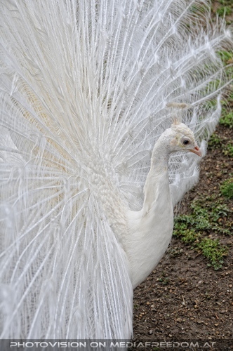 Weisser Pfau