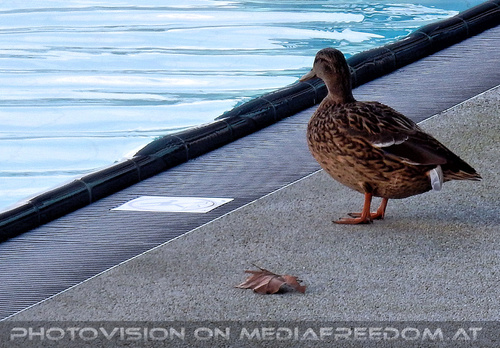 Baden wie die Enten 3