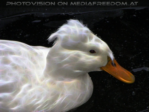 White Duck Vision