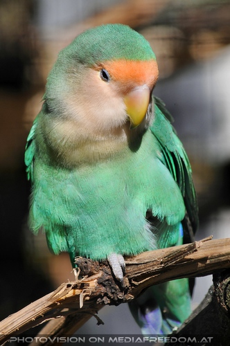 Orange K�pfchen Sittich