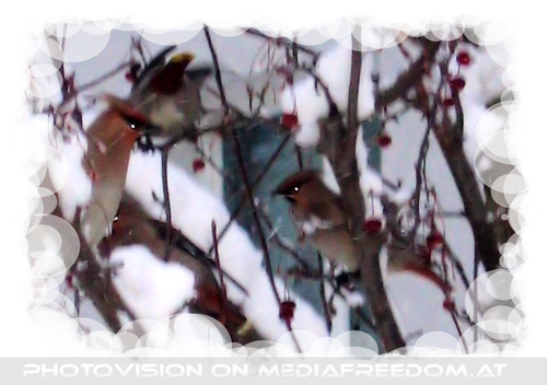 Seltener Besuch in Wien #2