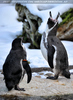 Humboldt Pinguine 2