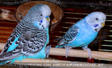 Sittichp�rchen 2