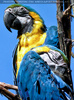 Papageien 06