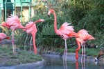 Flamingos