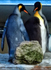 Pinguine 2
