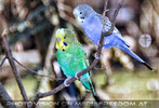 Sittiche 2