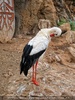 Storch